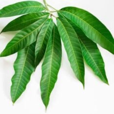 Fresh Mango Leaf - 1Kg