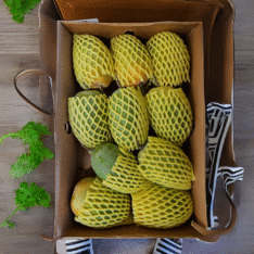 Alphonso Mango 12 Pieces Box