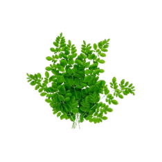 Drumstick Leaves - 3kg