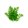 Drumstick Leaves - 3kg